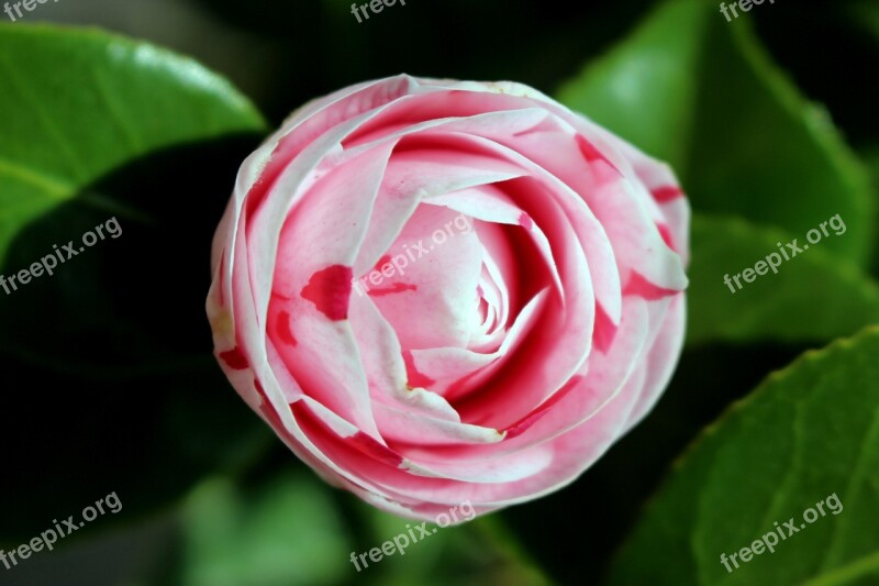 Flower Camelia Nature Spring Free Photos