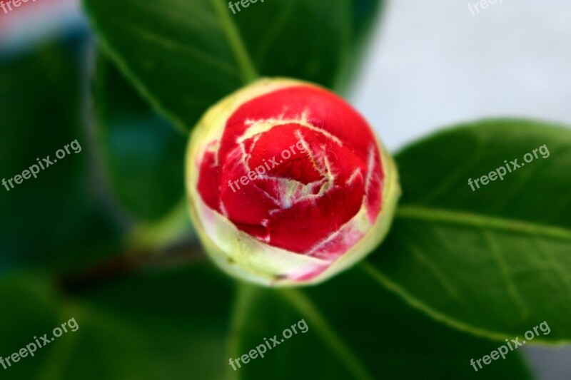 Flowers Button Camelia Flower Bud Free Photos