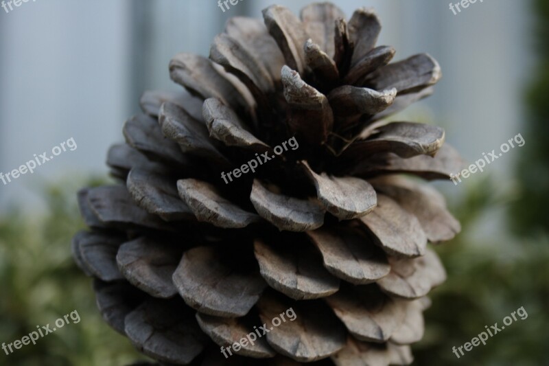 Pine Cone Pinecone Wood Abstract Greenery