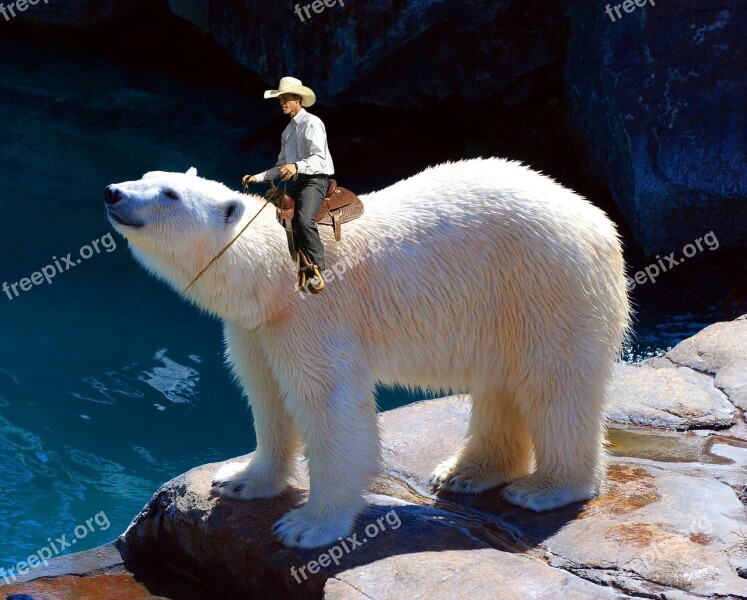 Polar Bear Ride Cowboy Western Reiter