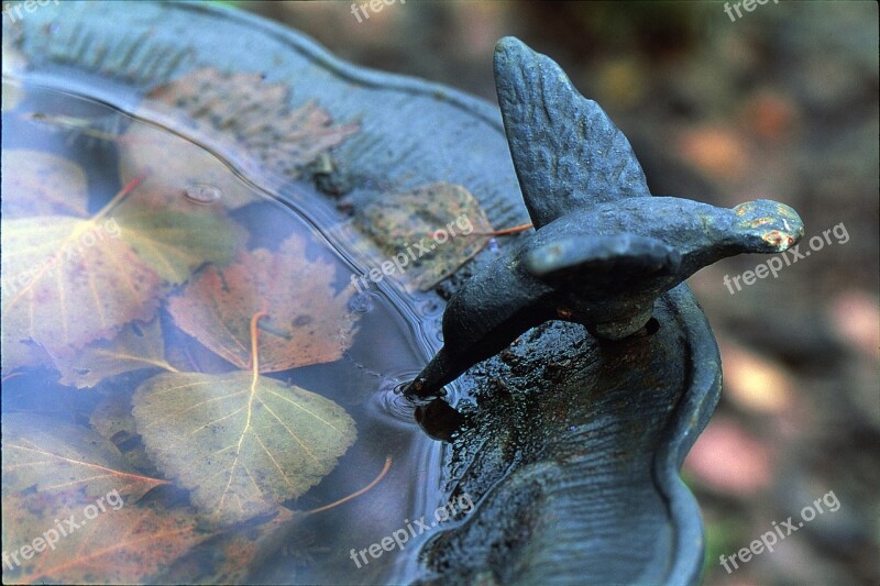 Bird Bath Leaves Bird Bath Green