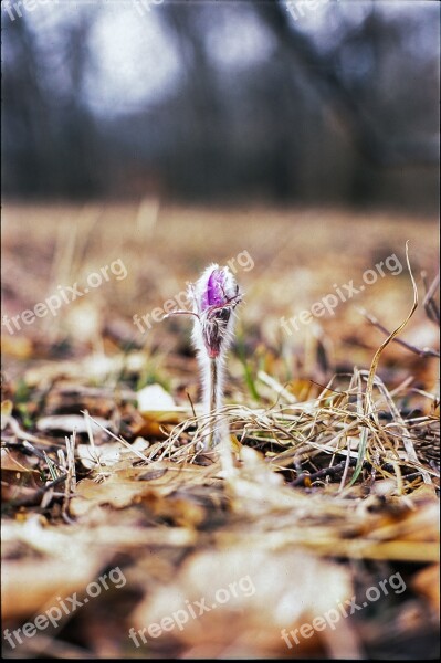 Spring Pasqueflower Purple Blooming Pasqueflower Spring