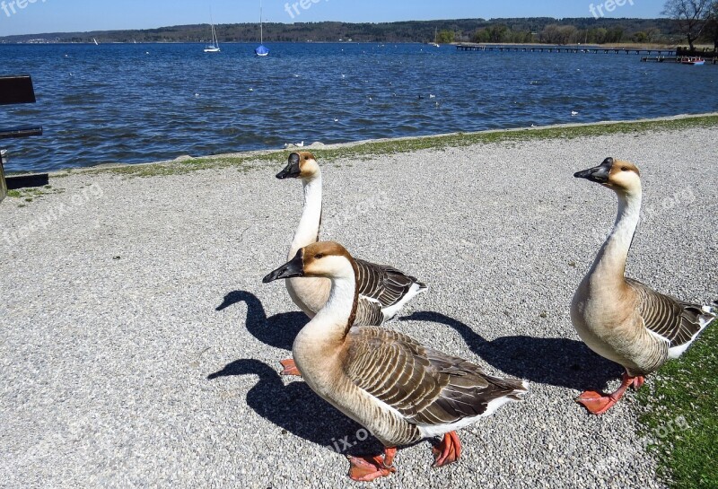 Hump Geese Lake Bank Geese Tame