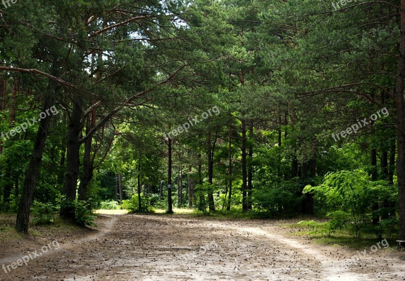 Forest Tree Way Sand Green