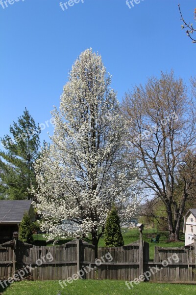 Bradford Pear Spring Tree Outdoors Free Photos