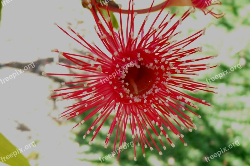 Red Flower Australia Gum Blossom