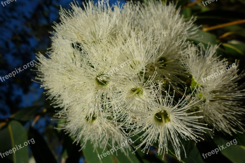 White Flowering Gum Australia Eucalyptus Native