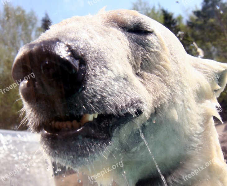 Bear Zoo Animal White Fur Free Photos