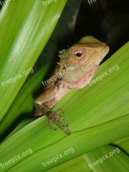 Gecko Maldives Lizard Reptile Free Photos