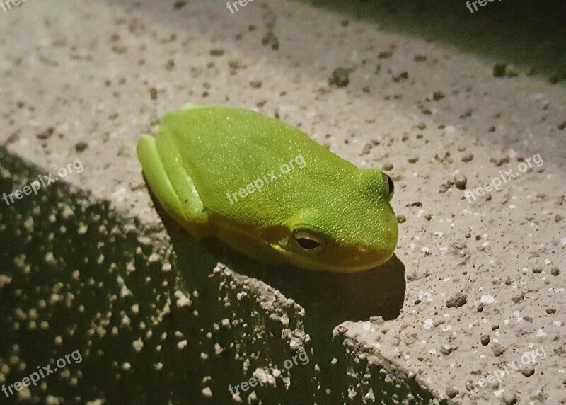 Frog Tree Frog American Green Tree Frog Croak Croaking