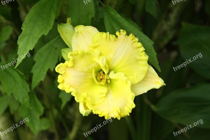 Hemerocallis Garden Flower Summer Free Photos