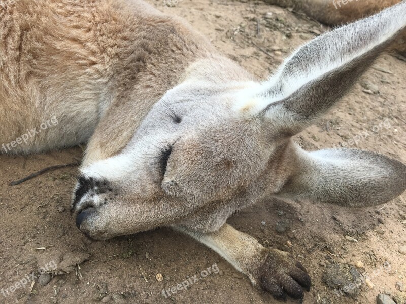 Kangaroo Her Sleeping Face Sleep Free Photos