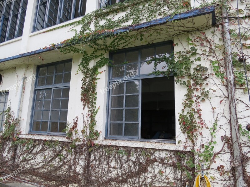 Housing Vine Tea Factory Wall Window