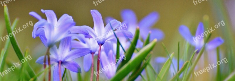 Spring Meadow Wildflowers Blue Flowers Spring