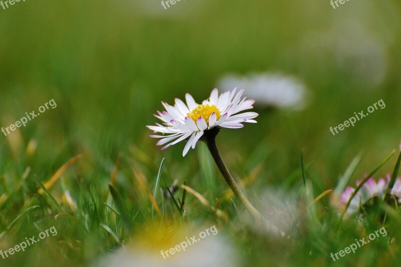 Spring Meadow Wildflowers Daisy Flowers Spring