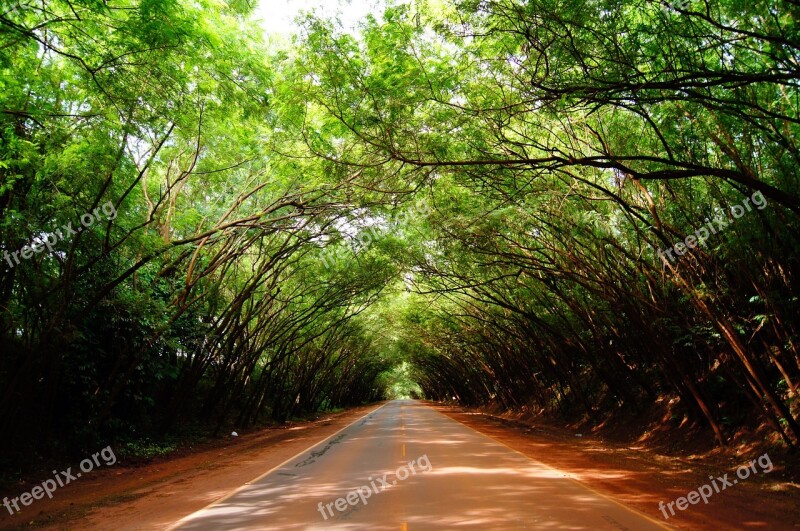 Green Tree Road Light Forest