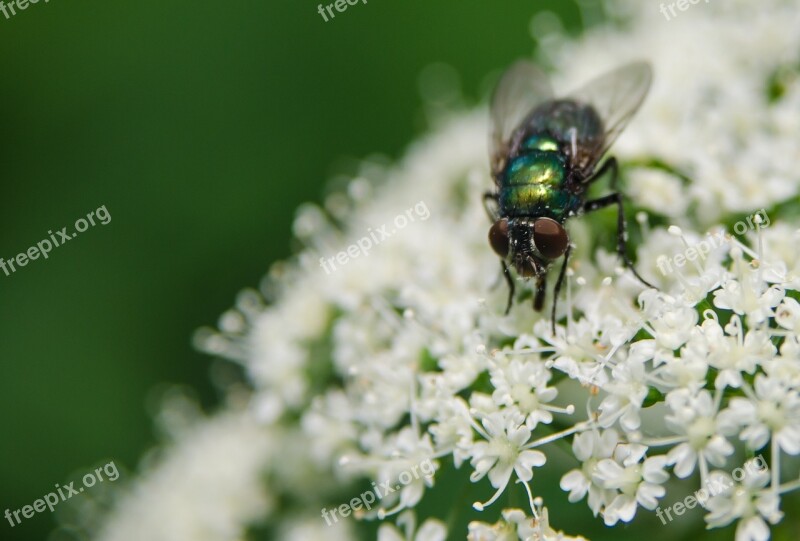 Bug Plants Insect Leaf Nature