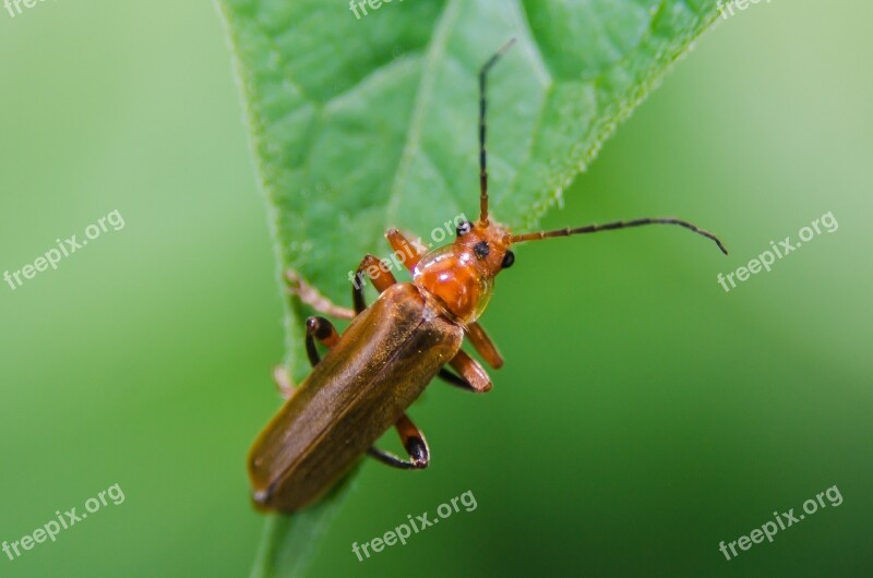 Thorax Bug Plants Insect Leaf