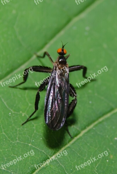 Bug Plants Insect Leaf Nature