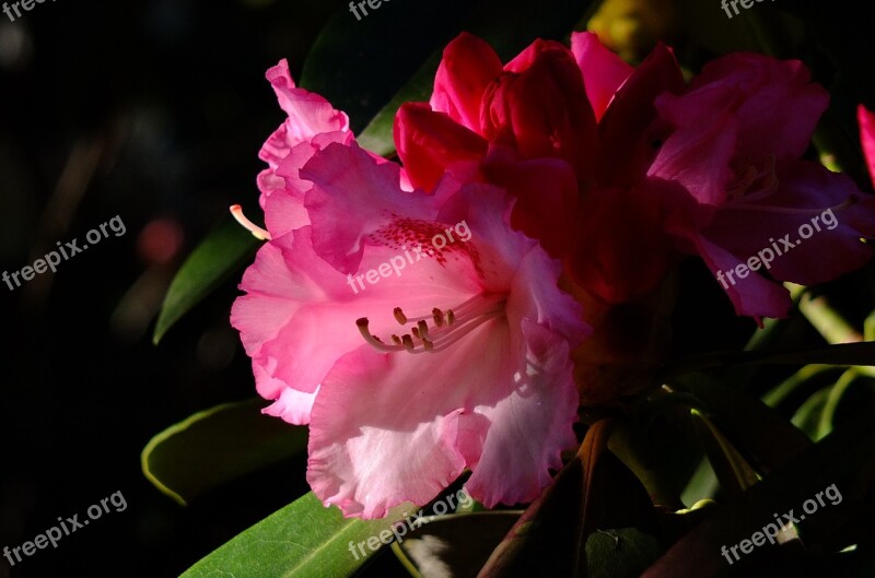 Rhododendron Flower Close Up Blossom Bloom