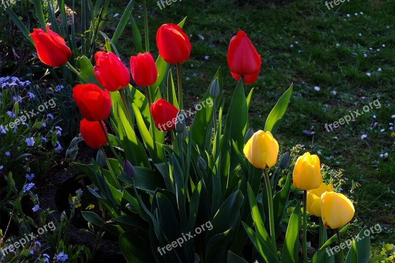 Tulips Flowers Tulip Sea Sea Of Flowers Blütenmeer