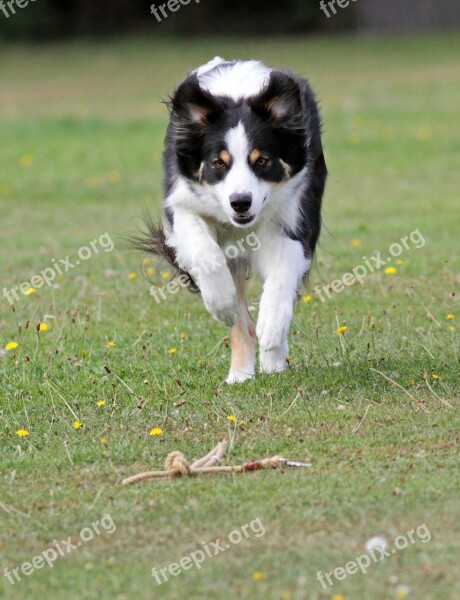 Adorable Background Brown Collie Curious