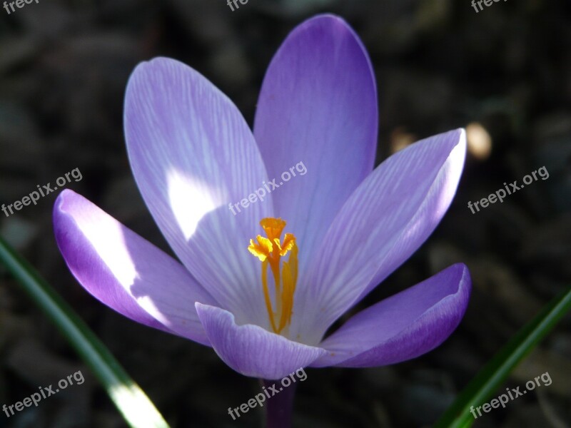 Spring Krokus The Delicacy The Freshness Violet