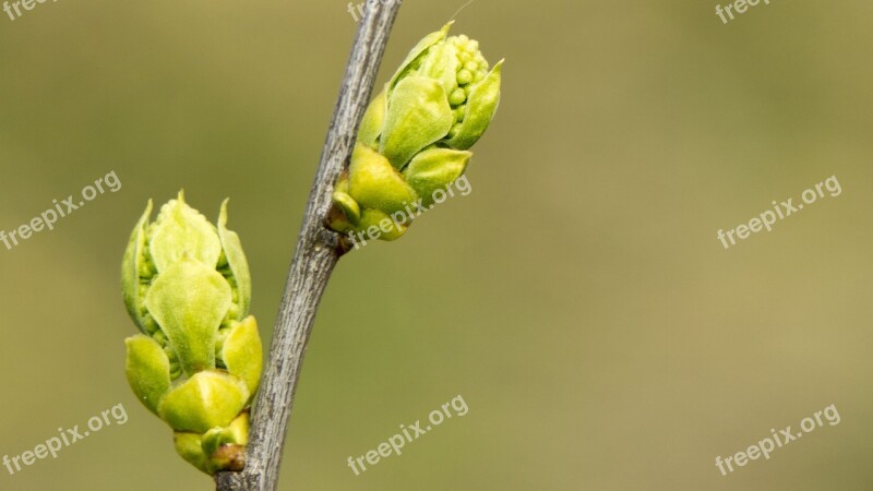 Spring Takeshi Bud Life Nature