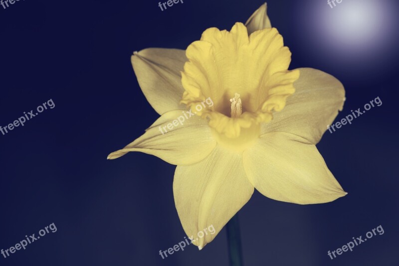 Narcissus Flower Blossom Bloom Petals