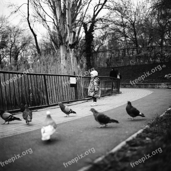 Little Girl Pigeons Girl Child Little