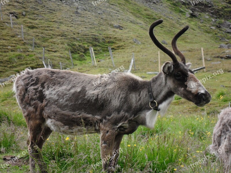 Reindeer Iceland Shedding Free Photos