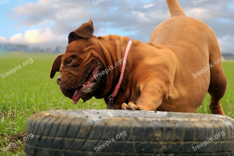 Bordeaux Mastiff Mastiffs French Animal