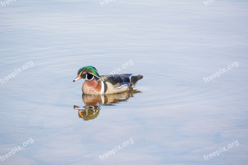 Wood Duck Duck Wildlife Wild Waterfowl