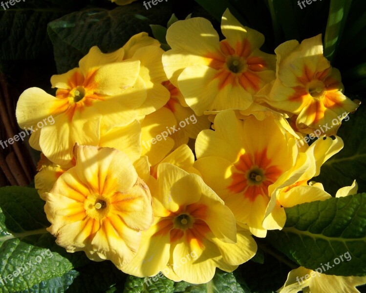 Primrose Yellow Flower Spring Flower Free Photos