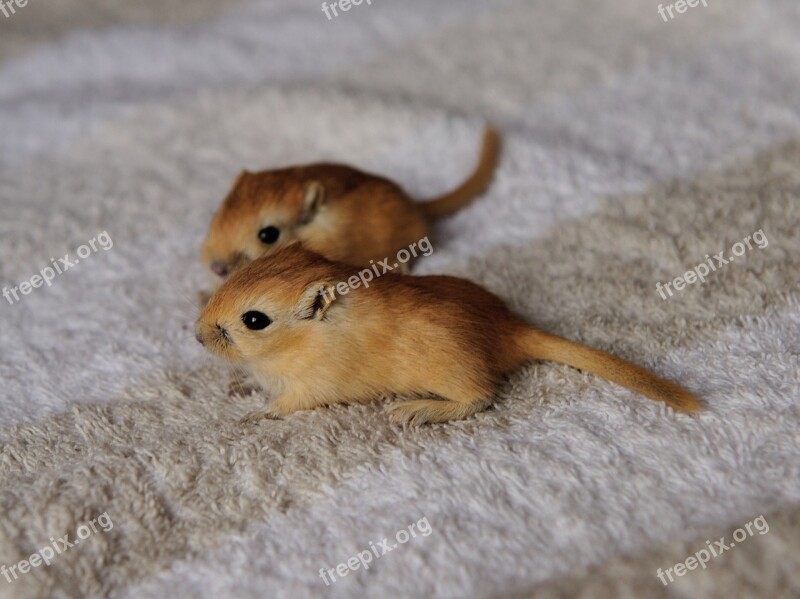 Gerbil Mouse 3 Weeks Nager Cute