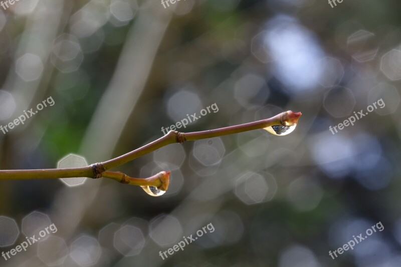 Spring Branch Raindrop Tree Flora