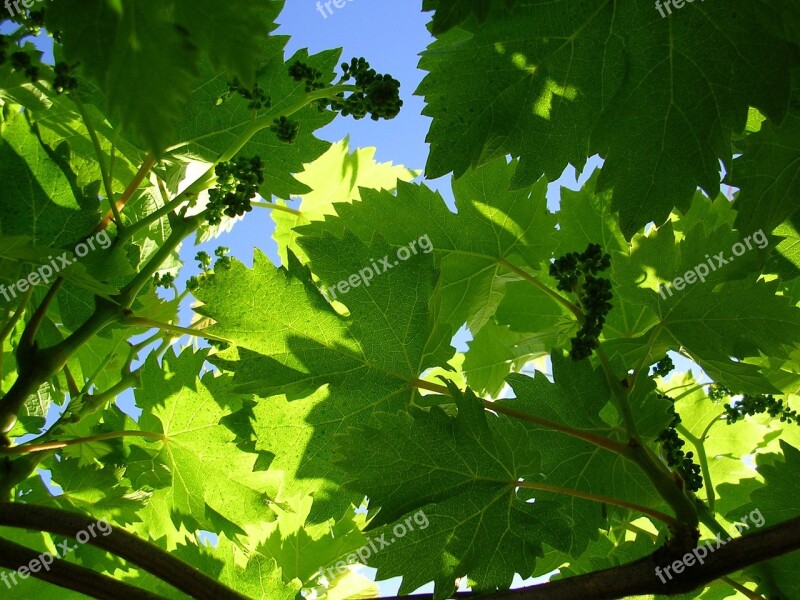 Vine Grape Green Free Photos