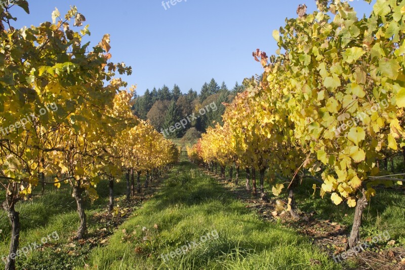 Vineyard Wine Oregon Vine Harvest