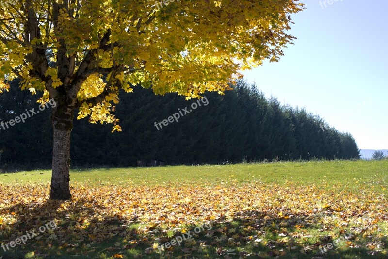 Trees Autumn Fall Nature Landscape