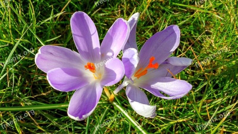 Crocus Purple Spring Flower Grass