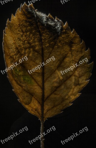 Buddha Leaf All Is One Religion Spirituality