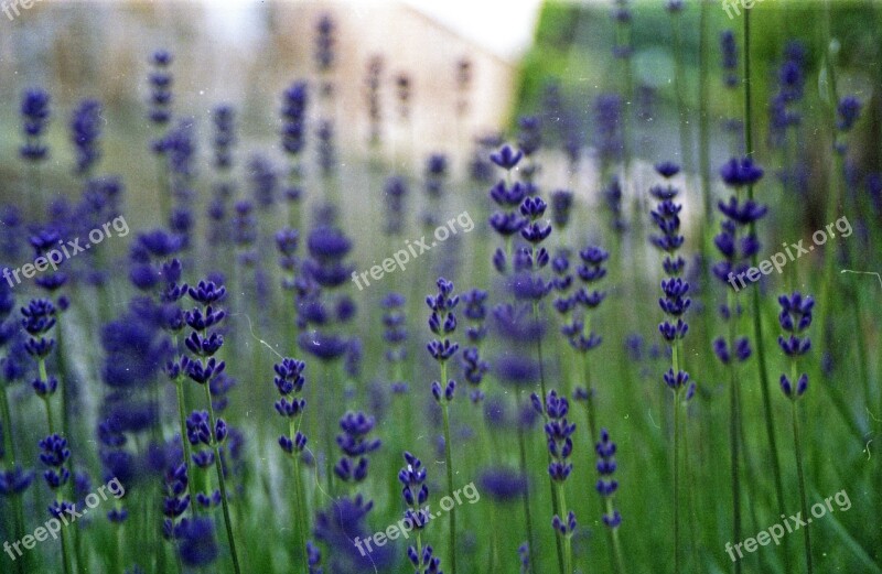 Lavender Green Bokeh Flower Summer