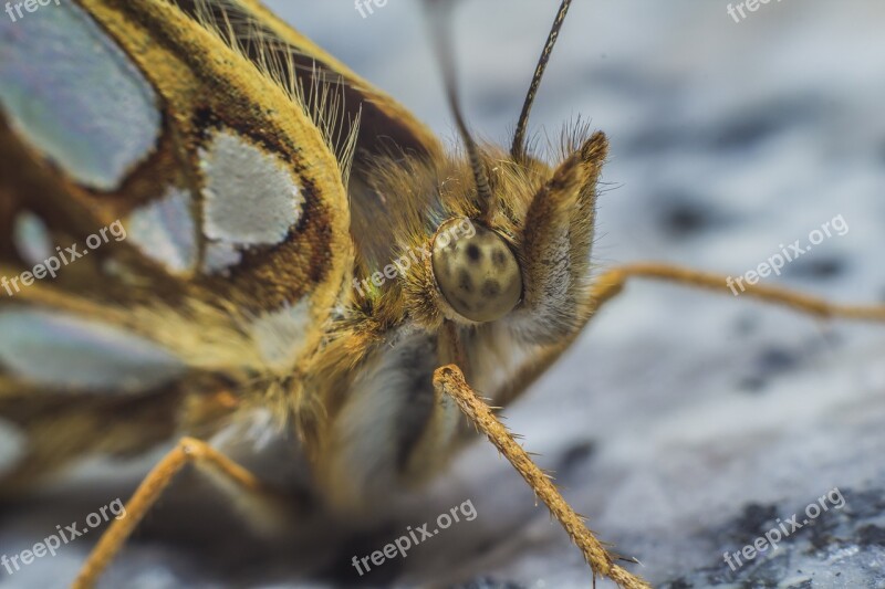 Queen Of Spain Fritillary Butterfly Insect Macro Life