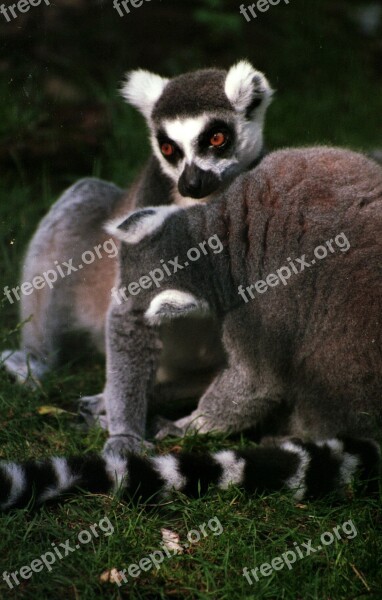 Ring Tailed Lemur Lemur Primate Nature Animal