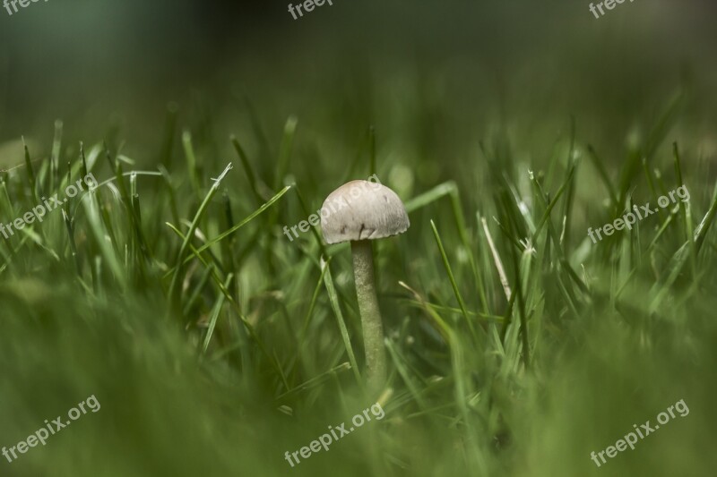 Mushroom Tiny Green Nature Small