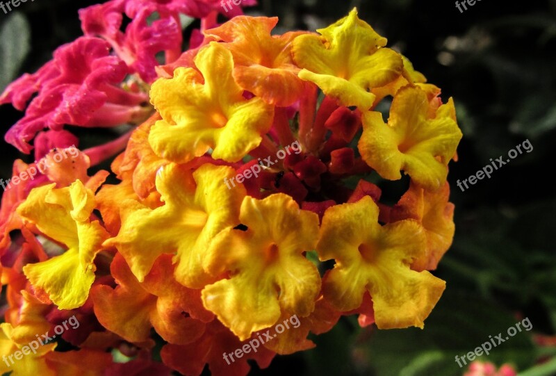 Lantana Flowers Floral Nature Blossom