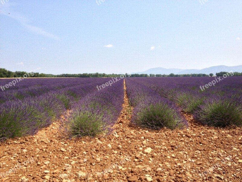 Valensole Lavender Summer Haute Provence Free Photos