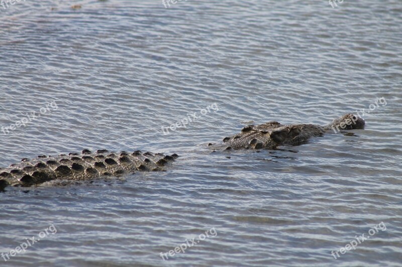 Cozumel Alligator American Alligator Tropical Alligator Free Photos