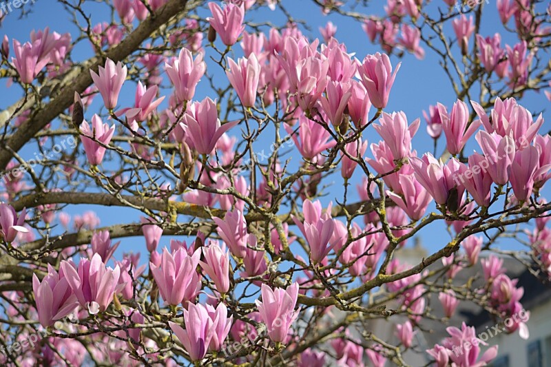 Flowers Magnolias Nature Botany Tree