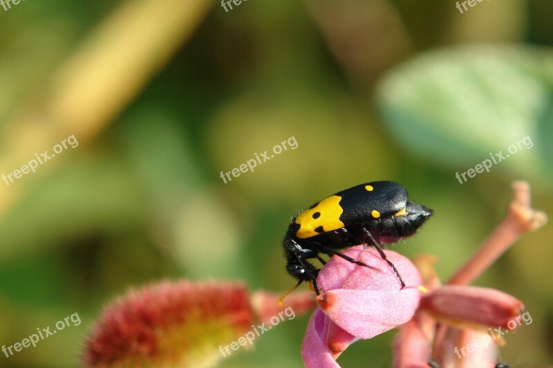 Bug Insect Flower Eating Nature